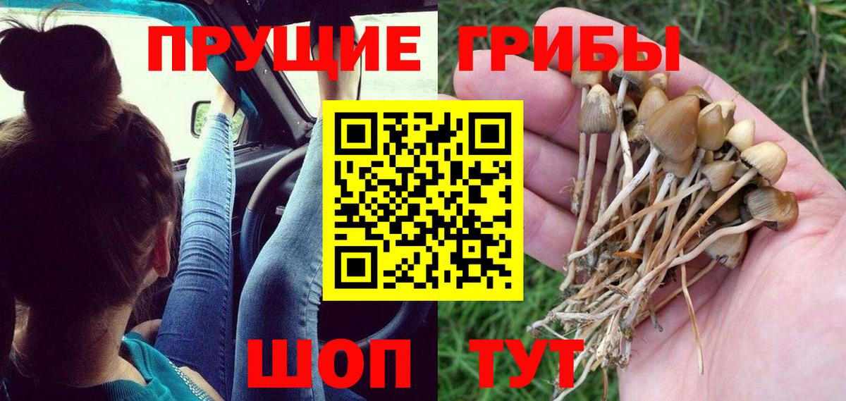 Вязники  Псилоцибиновые грибы ЛСД  Вход с VPN  Галлюциногенные грибы GOLDEN TEACHER 